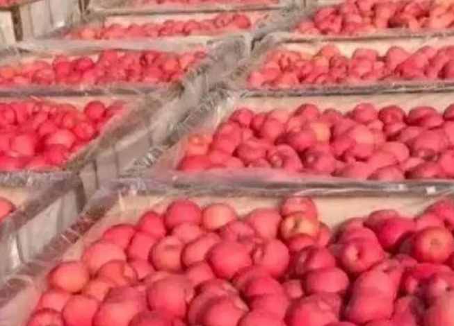 蘋果冷庫儲藏溫度多少合適 蘋果冷庫儲藏溫度多少合適