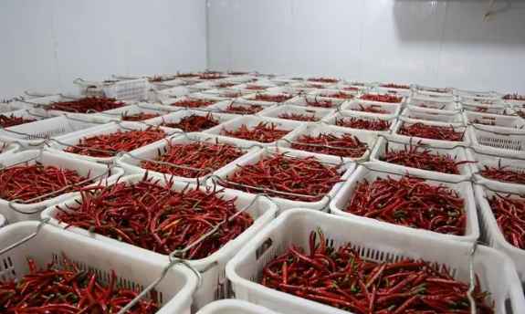 新鮮辣椒在冷庫中的保鮮技術要求 新鮮辣椒在冷庫中的保鮮技術要求