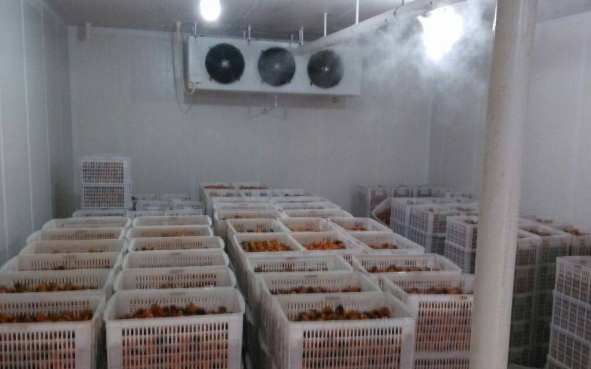 新鮮辣椒在冷庫中的保鮮技術要求 新鮮辣椒在冷庫中的保鮮技術要求