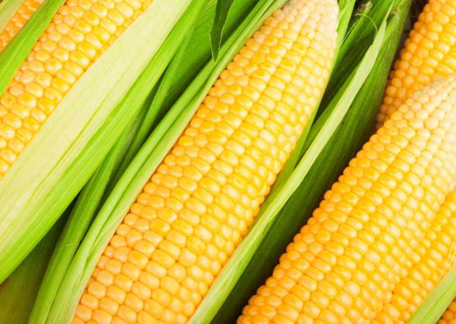 大量新鮮玉米怎么保鮮冷庫存放呢 大量新鮮玉米怎么保鮮冷庫存放呢