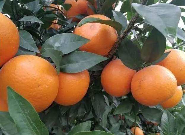 建造沃柑冷庫需要投資多少費(fèi)用 建造沃柑冷庫需要投資多少費(fèi)用