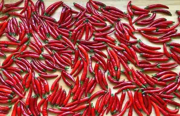 小米辣冷庫保鮮溫度大約多少度合適 小米辣冷庫保鮮溫度大約多少度合適