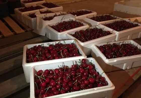 櫻桃在冷庫的儲存和保鮮方法 櫻桃在冷庫的儲存和保鮮方法