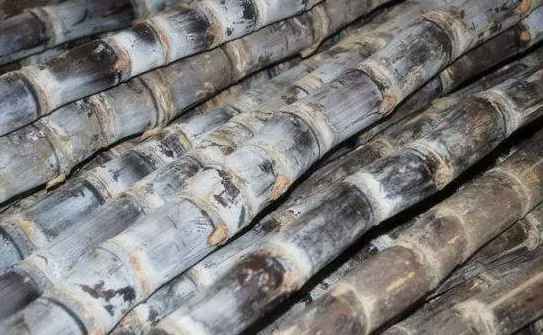 甘蔗冷庫儲存方法 甘蔗冷庫儲存方法