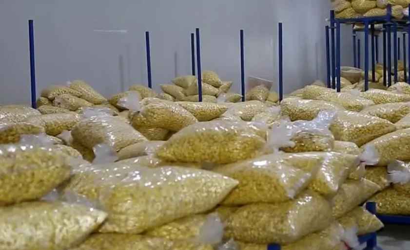 板栗冷庫(kù)溫度設(shè)定多少度合適 板栗冷庫(kù)溫度設(shè)定多少度合適