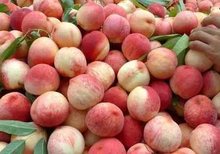 建一個(gè)200平米水蜜桃冷庫(kù)多少錢 建一個(gè)200平米水蜜桃冷庫(kù)多少錢