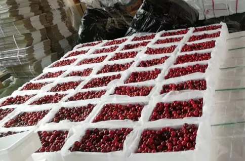 建600平米櫻桃氣調冷庫大概多少錢 建600平米櫻桃氣調冷庫大概多少錢