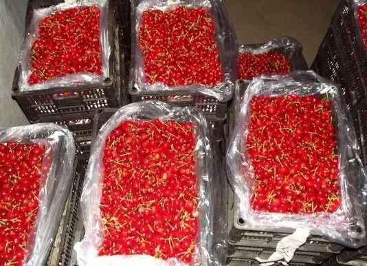 櫻桃在保鮮庫可以存放多久 櫻桃在保鮮庫可以存放多久